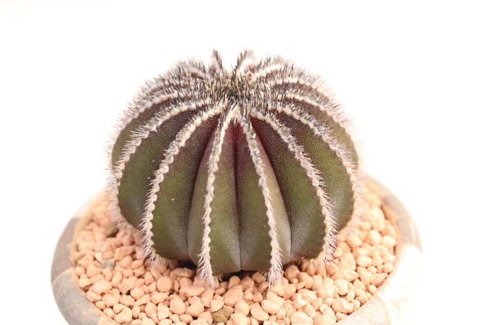 ペクチニフェラ