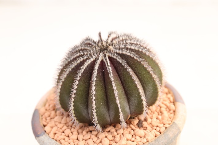 ペクチニフェラ