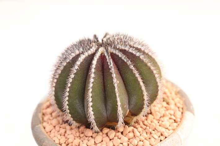 ペクチニフェラ