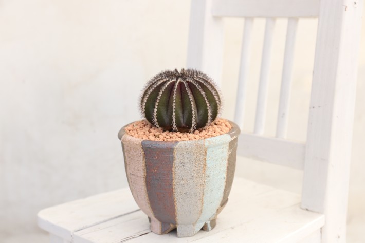 ペクチニフェラ