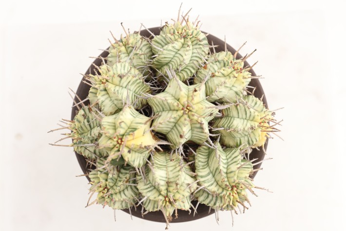 メロフォルミス錦