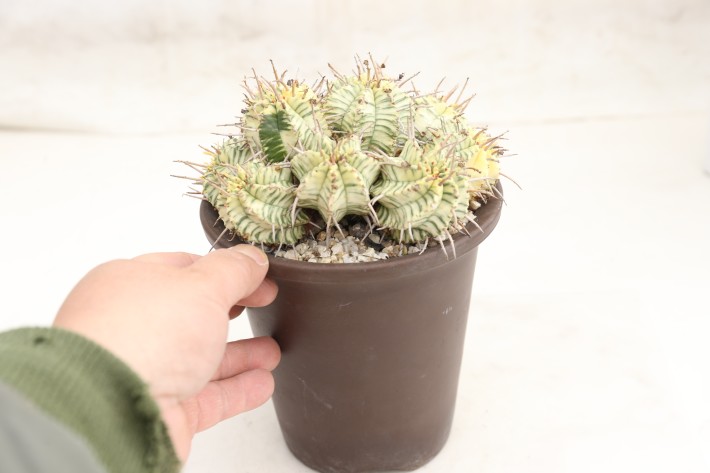 メロフォルミス錦