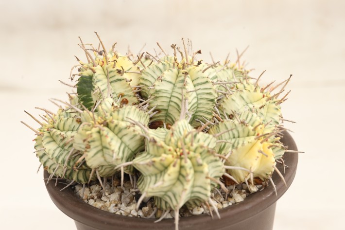 メロフォルミス錦