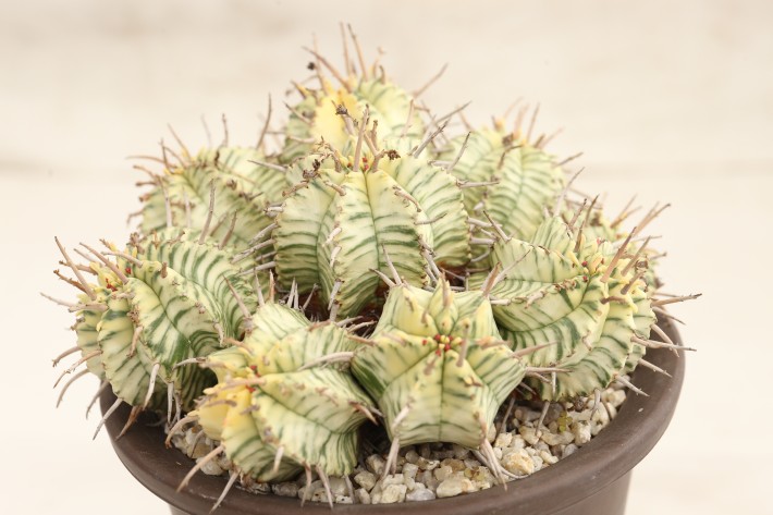 メロフォルミス錦