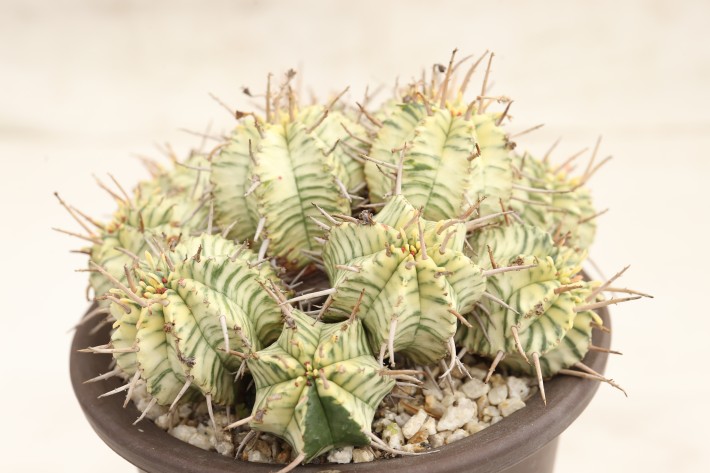 メロフォルミス錦