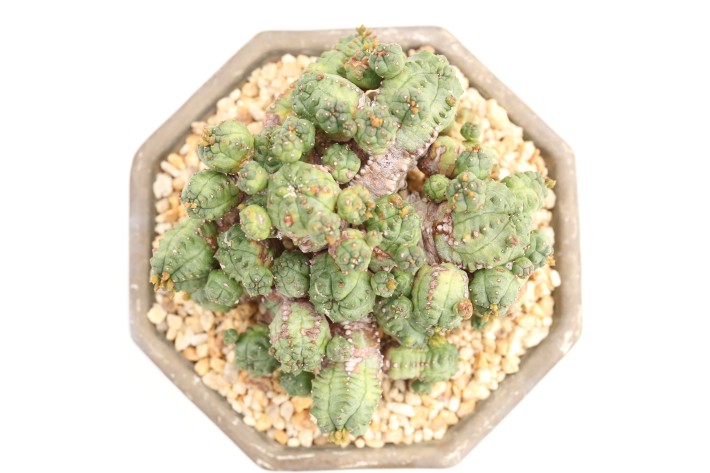 プセウドグロボーサ