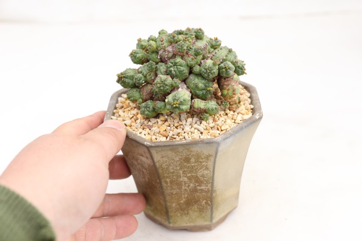 プセウドグロボーサ