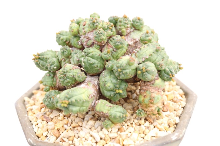 プセウドグロボーサ