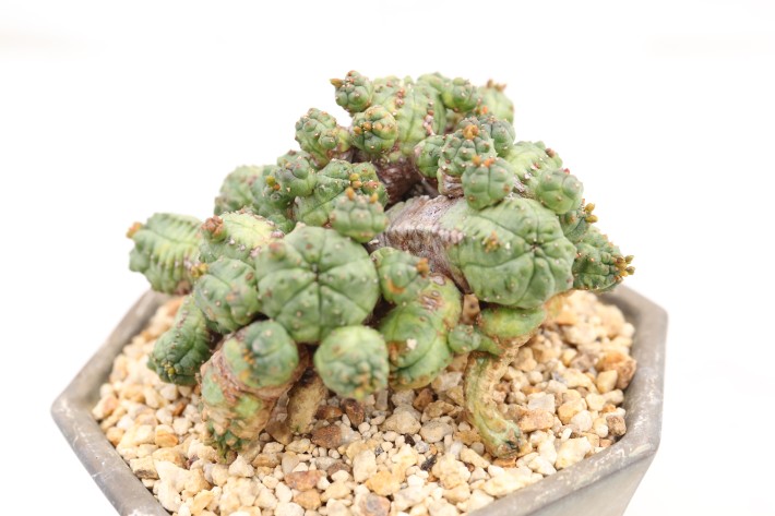 プセウドグロボーサ