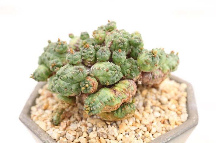 プセウドグロボーサ