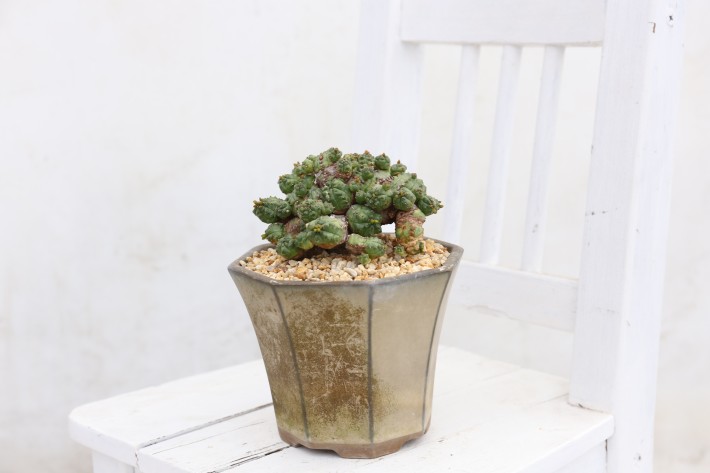 プセウドグロボーサ