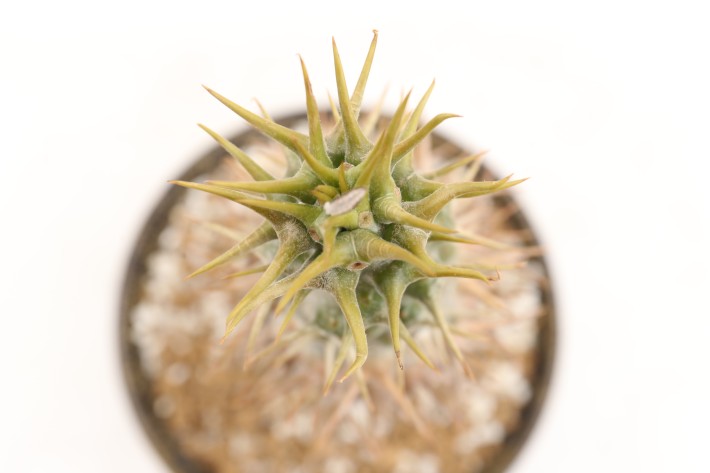 アンボンゲンセ