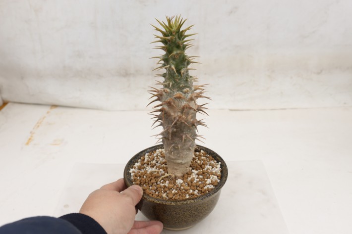 アンボンゲンセ