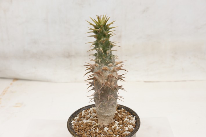 アンボンゲンセ