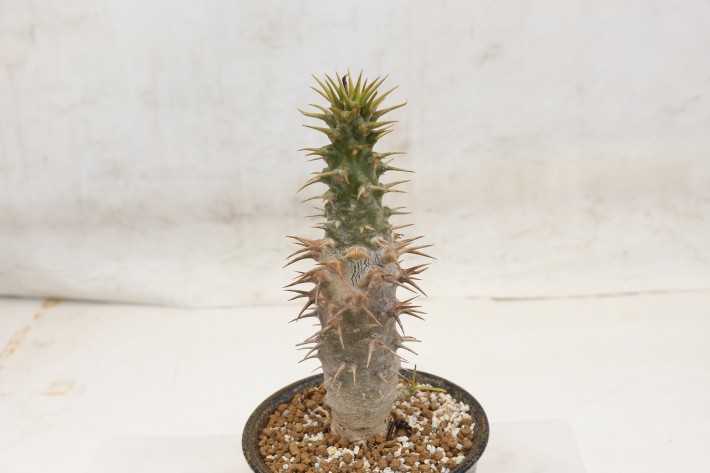 アンボンゲンセ