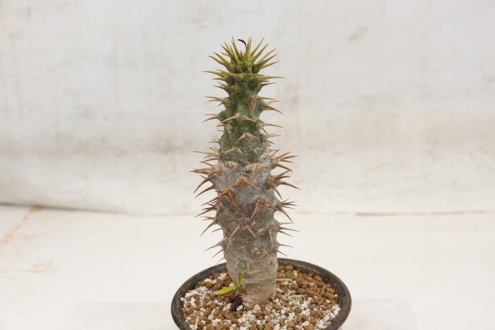 アンボンゲンセ