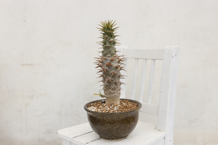 アンボンゲンセ