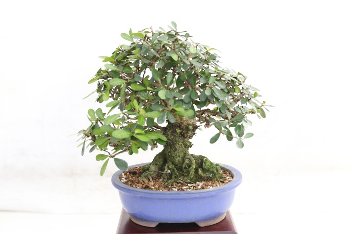 ハリツルマサキ