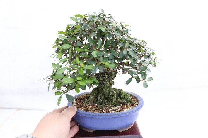 ハリツルマサキ