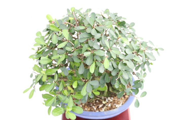 ハリツルマサキ