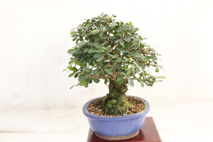 ハリツルマサキ