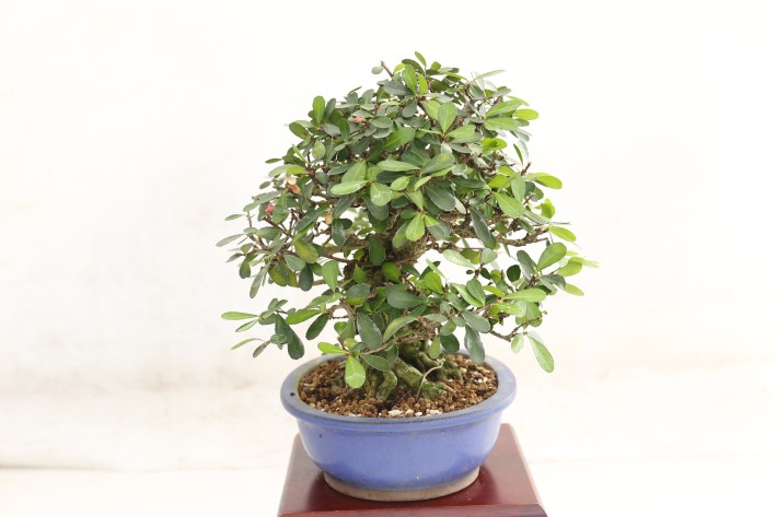 ハリツルマサキ