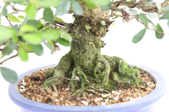 ハリツルマサキ