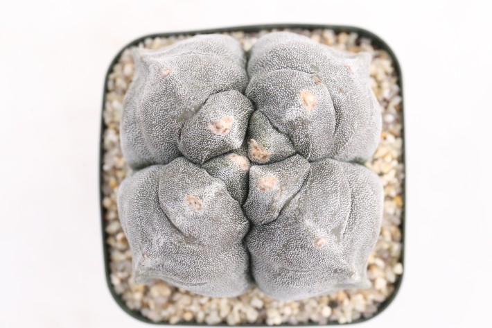 阿多福四角亀甲ランポー玉