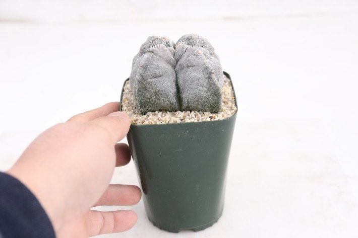 阿多福四角亀甲ランポー玉