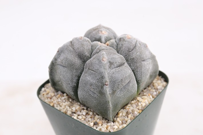 阿多福四角亀甲ランポー玉