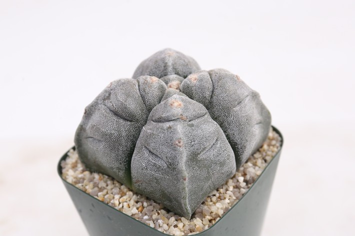 阿多福四角亀甲ランポー玉