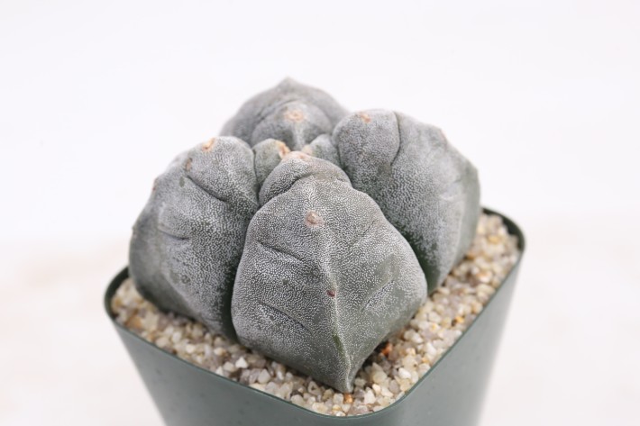 阿多福四角亀甲ランポー玉