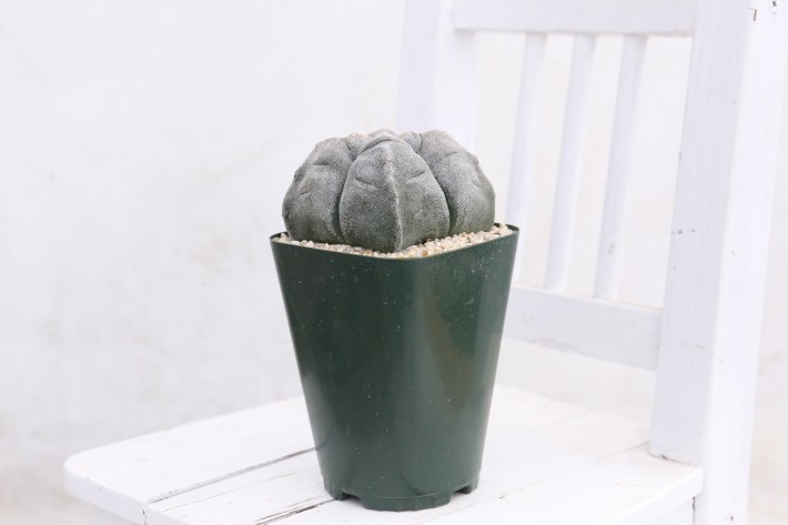 阿多福四角亀甲ランポー玉