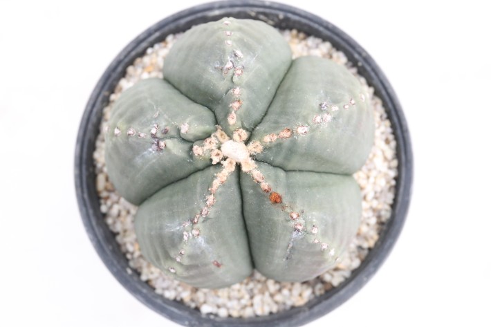 阿多福ヘキラン