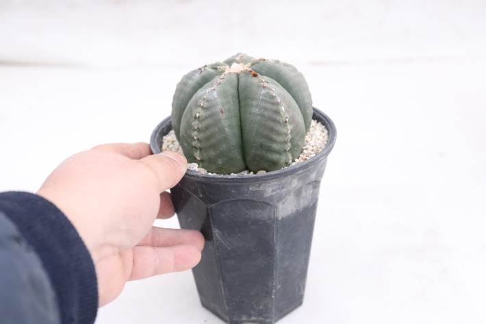 阿多福ヘキラン