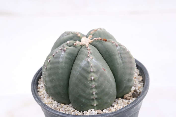 阿多福ヘキラン