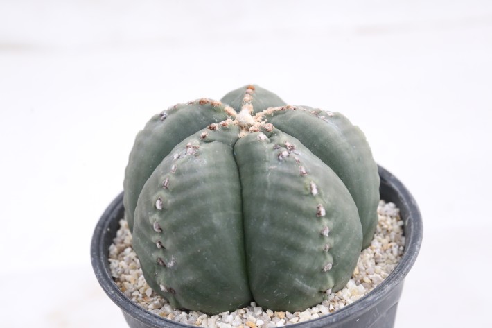 阿多福ヘキラン