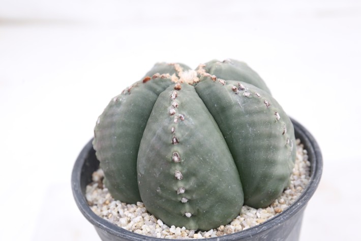 阿多福ヘキラン