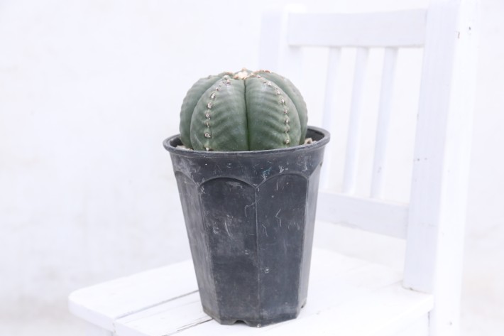 阿多福ヘキラン