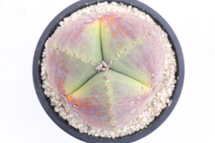 阿多福三角ヘキラン