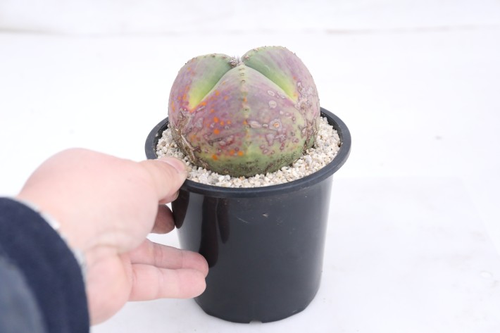 阿多福三角ヘキラン