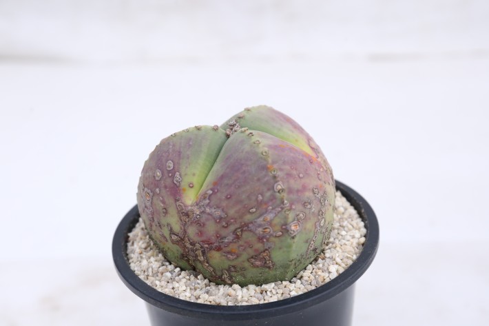 阿多福三角ヘキラン