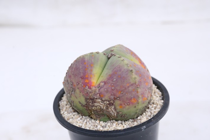 阿多福三角ヘキラン