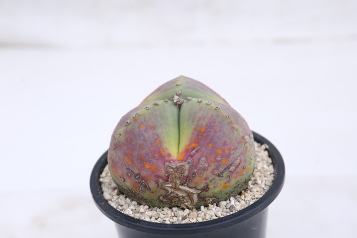 阿多福三角ヘキラン