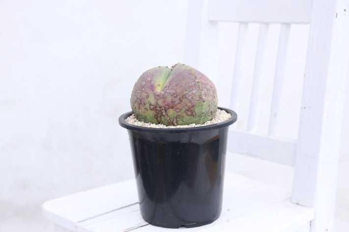 阿多福三角ヘキラン