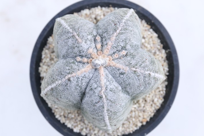 阿多福ランポー玉