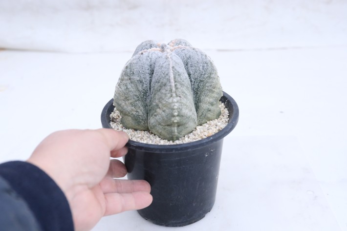 阿多福ランポー玉