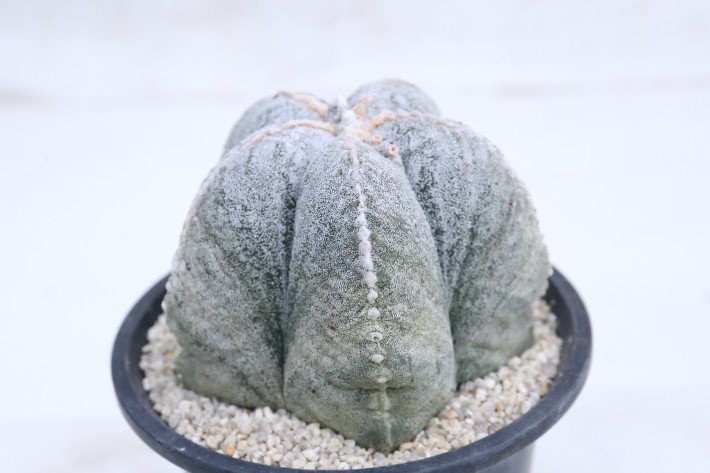 阿多福ランポー玉