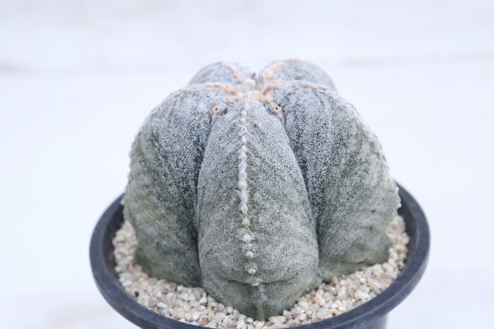 阿多福ランポー玉