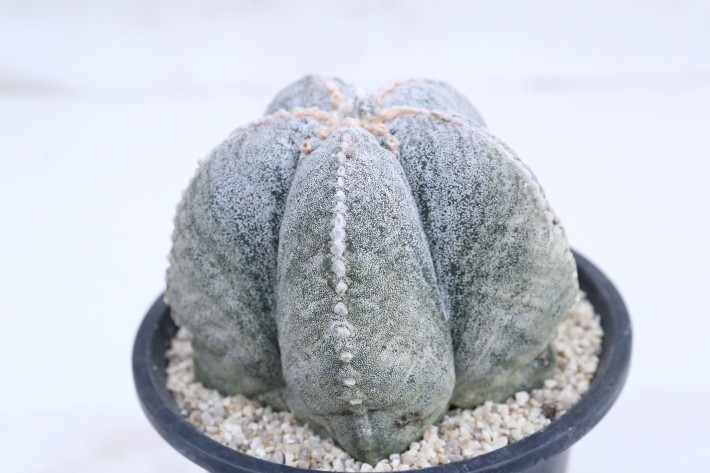 阿多福ランポー玉